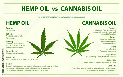 Hemp Oil vs Cannabis Oil horizontal infographic illustration about cannabis as herbal alternative medicine and chemical therapy, healthcare and medical science vector.