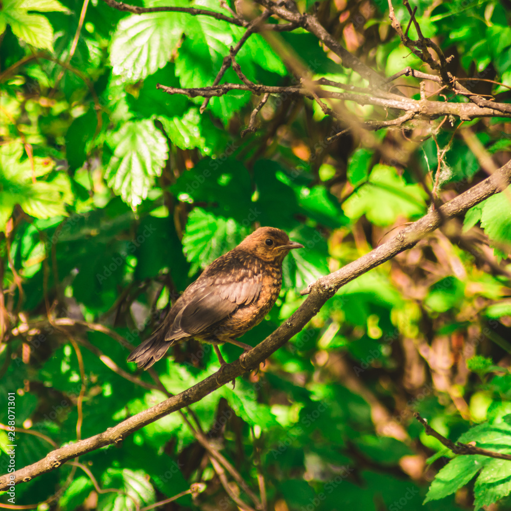 sparrow on a branch