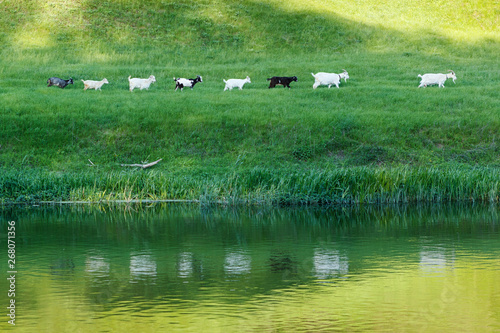 Herd line of goats go along the riverside on pasture grass meadow