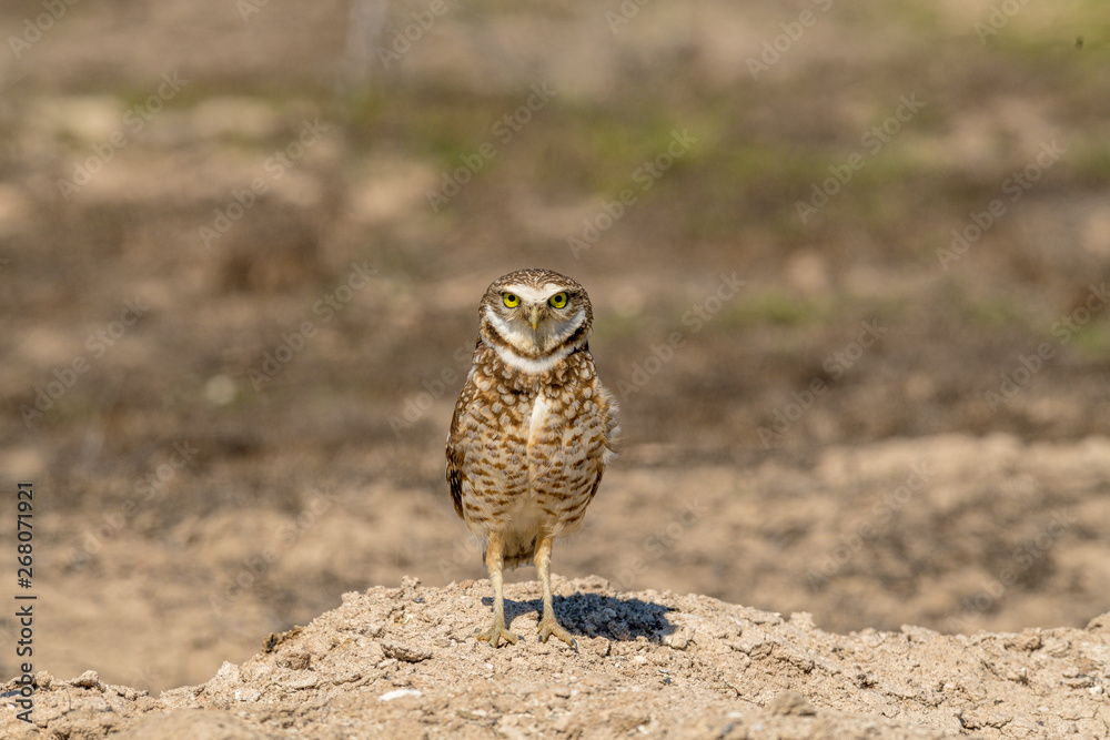 Burrowing Owl poses near it's burrow Burrowing Owl poses near it's burrow