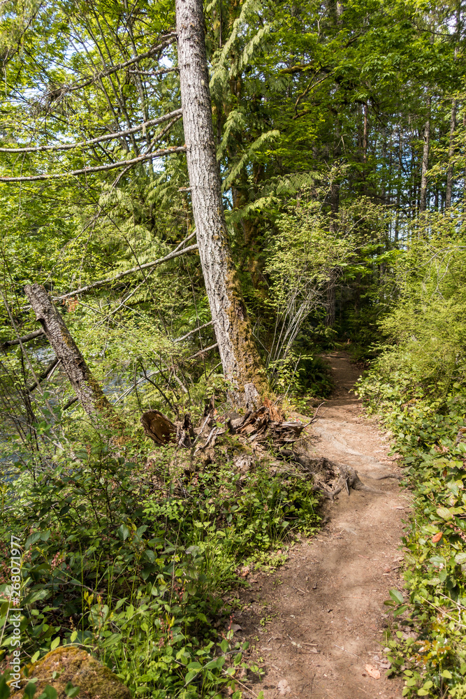 narrow trail inside forest with tall trees grown on the side on the slope narrow trail inside forest with tall trees grown on the side on the slope