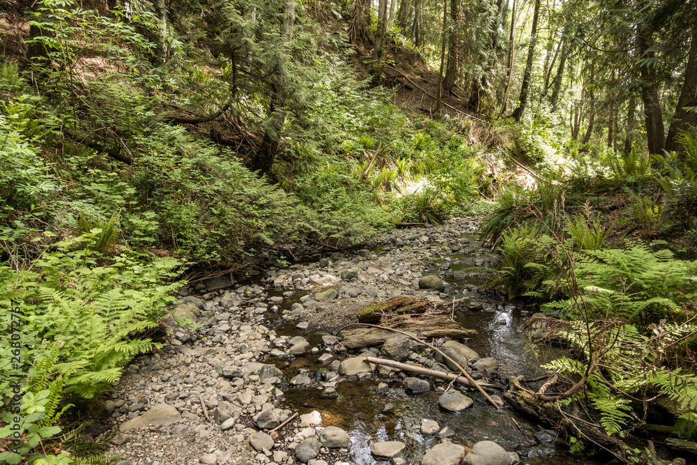 shallow stream run through rocky creek deep inside forest in a park with dense bushes and falling tree trunks on the ground shallow stream run through rocky creek deep inside forest in a park with dense bushes and falling tree trunks on the ground