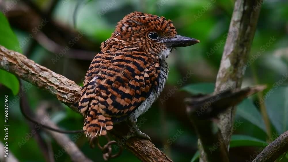 A tree kingfisher and one of the most beautiful birds found in Thailand within tropical rain-forests; the male is covered with blue feathers and the female golden-brown with band-like stripes. A tree kingfisher and one of the most beautiful birds found in Thailand within tropical rain-forests; the male is covered with blue feathers and the female golden-brown with band-like stripes.