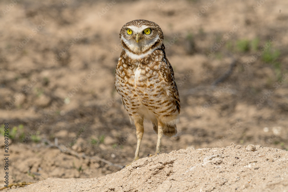 Burrowing Owl poses near it's burrow Burrowing Owl poses near it's burrow