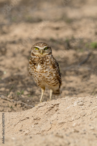 Burrowing Owl poses near it's burrow