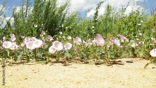 Wild summer meadow flowers sway in the wind  in a field