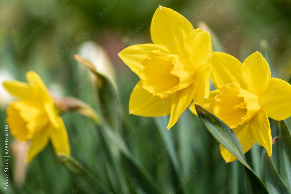 Brightly yellow inflorescences of spring flowers of narcissuses against the background of gently green leaves in sunny spring day. Soft focus. Brightly yellow inflorescences of spring flowers of narcissuses against the background of gently green leaves in sunny spring day. Soft focus.