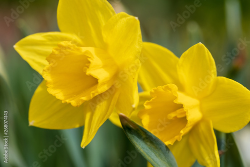 Brightly yellow inflorescences of spring flowers of narcissuses against the background of gently green leaves in sunny spring day. Soft focus.