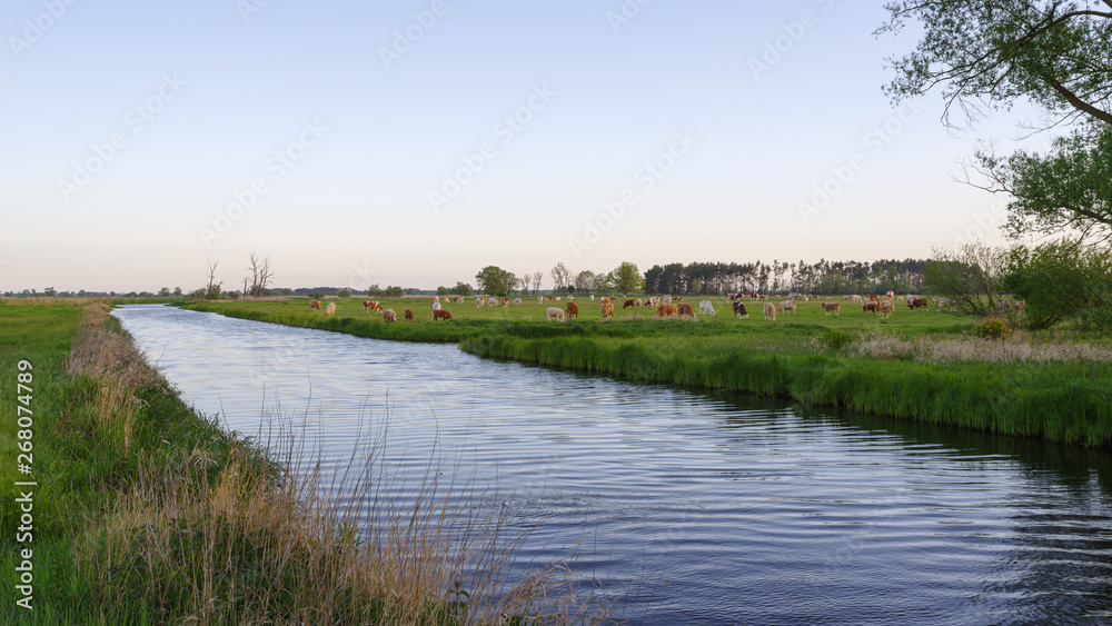 Cows graze on green meadow next to river during sunrise against blue sky