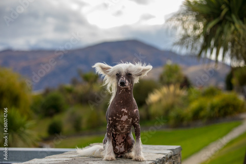 Chinese crested dog in the wild