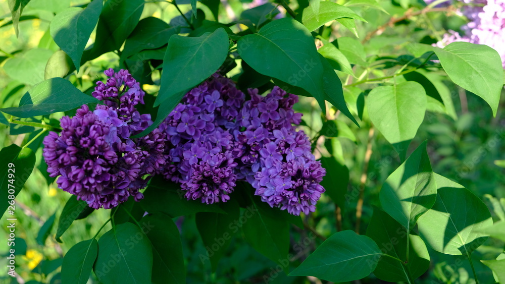 bushes flowering terry lilac bushes flowering terry lilac
