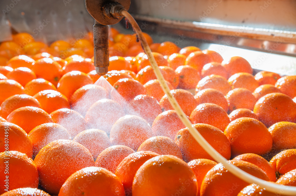 Tarocco oranges in the carriage during the waxing process