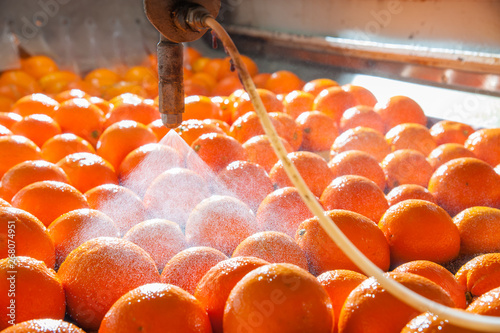 Obraz na płótnie Tarocco oranges in the carriage during the waxing process w salonie