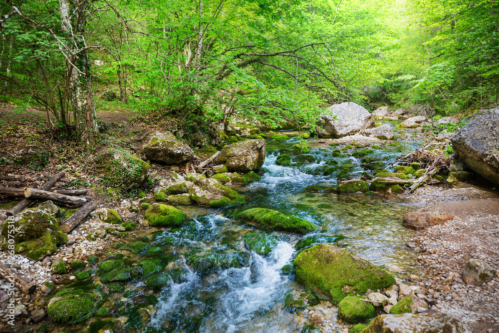 Obraz premium Potok w lesie