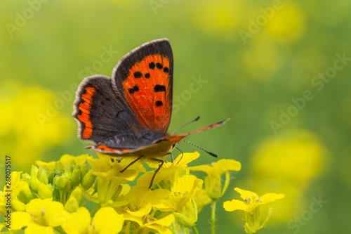 close up of lesser fiery copper butterfly on yellow flowers