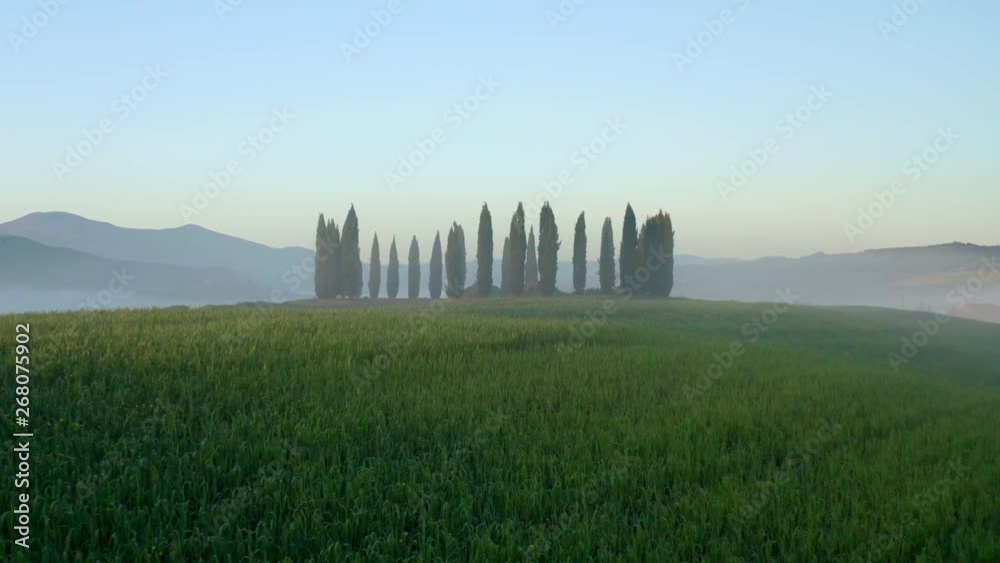 Amazing drone shot of cypresses at sunrise with morning fog and dew above green cypress hill in Val D'Orcia, Tuscany, Italy. Aerial view of a beautiful landscape with mist at sunrise