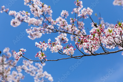 Cherry blossom in japan,sakura flowers