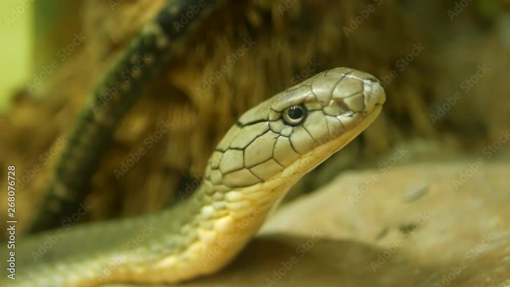 Majestic poisonous snake with light striped skin. Beautiful Monocled king cobra on rock in terrarium cage.