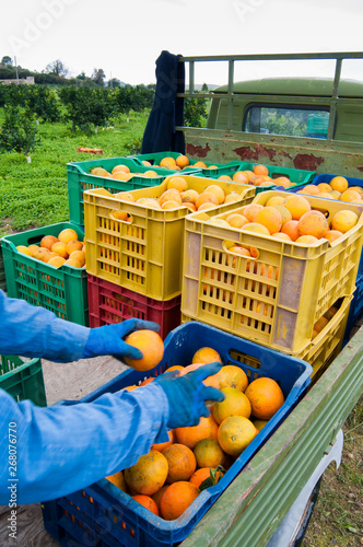 Orange harvest time  colored fruit boxes full of navel oranges in an citrus grove during harvest season in Sicily