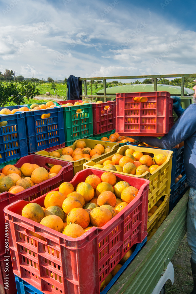 Orange harvest time: colored fruit boxes full of navel oranges in an citrus grove during harvest season in Sicily