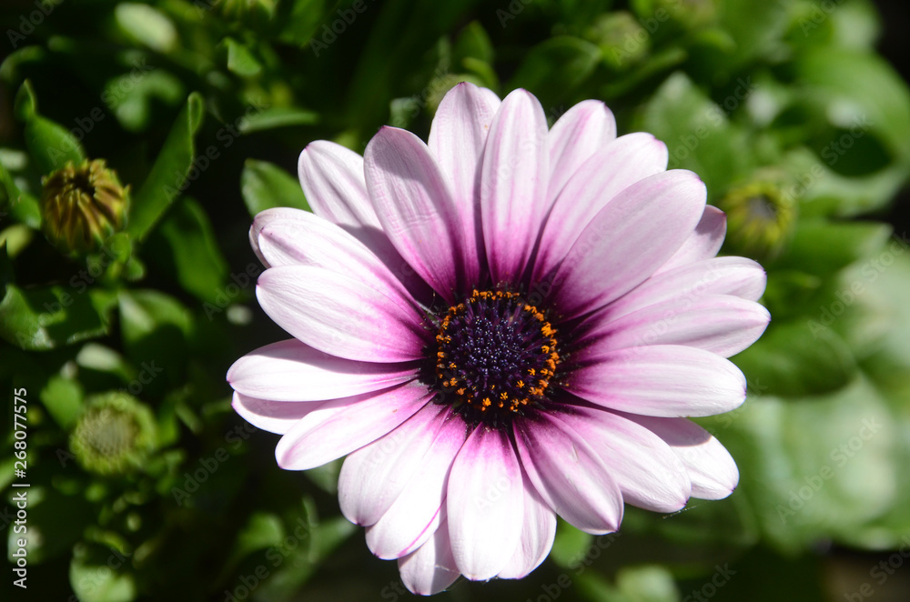 Close up on purple daisy flower with naural ambient as background Close up on purple daisy flower with naural ambient as background