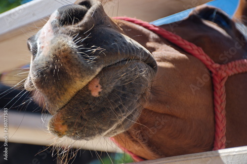 Closeup of horse in manege