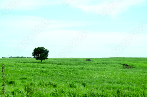 A lonely tree grows among the steppe