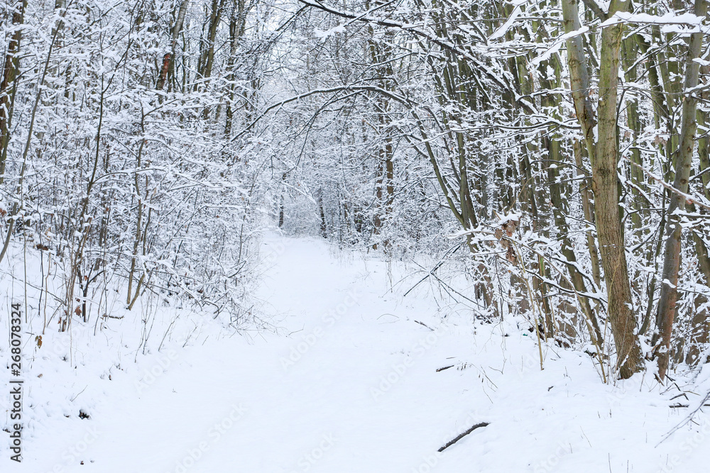 Snowstorm and mist in winter forest. Road through the woods. Snowstorm and mist in winter forest. Road through the woods.