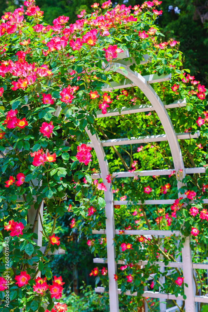 Fototapeta premium 薔薇