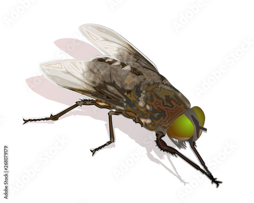 Fly insect vector realistic illustration isolated on white background
