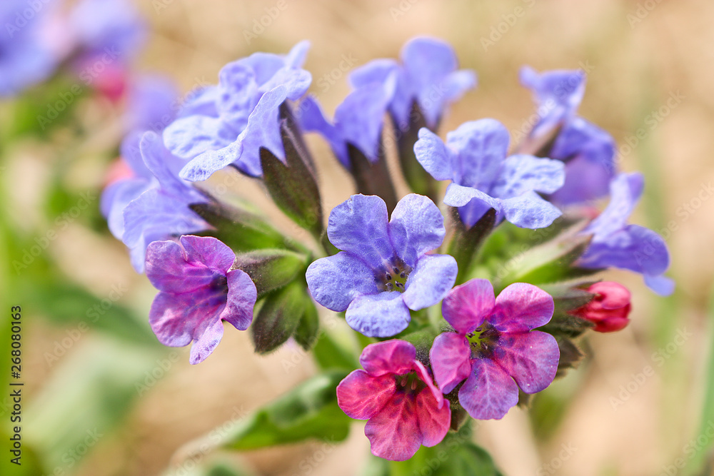 Pink-blue spring flowers of the lungwort (Pulmonaria) in the spring forest. The first spring flowers, medicinal plant.