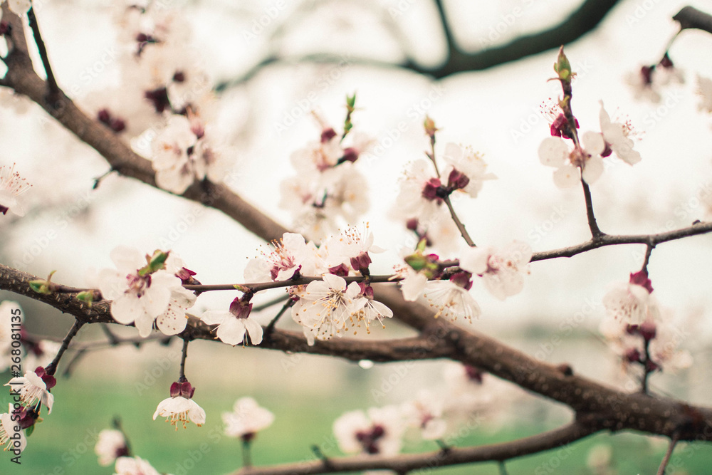 Rain in the spring. White flowers on the tree. Blooming apricot Rain in the spring. White flowers on the tree. Blooming apricot