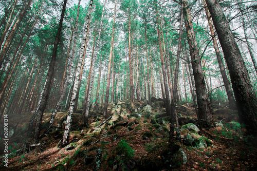 Forest landscape in highlands in siberia