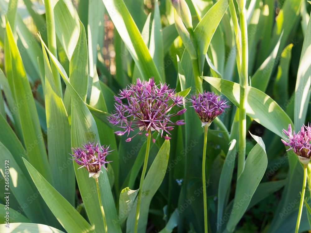 Fototapeta premium Ail pourpre d'ornement (Allium atropurpureum)