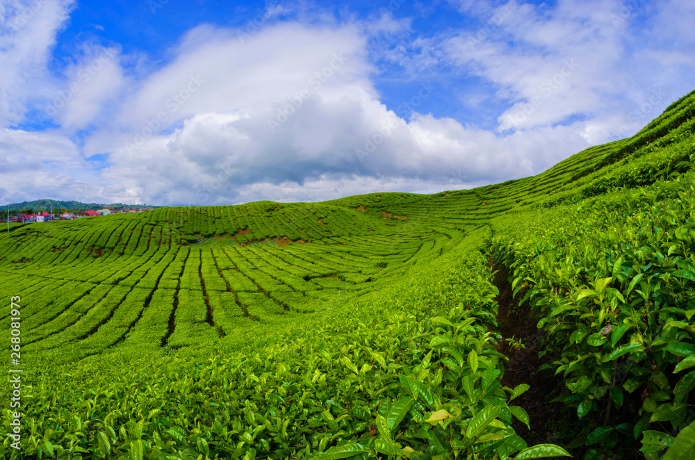 Tea Plantation Kayuaro Kerinci Indonesian