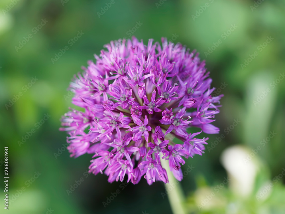 Allium atropurpureum - Ail d'ornement des jardins aux fleurs violettes ou pourpres en ombelle Allium atropurpureum - Ail d'ornement des jardins aux fleurs violettes ou pourpres en ombelle