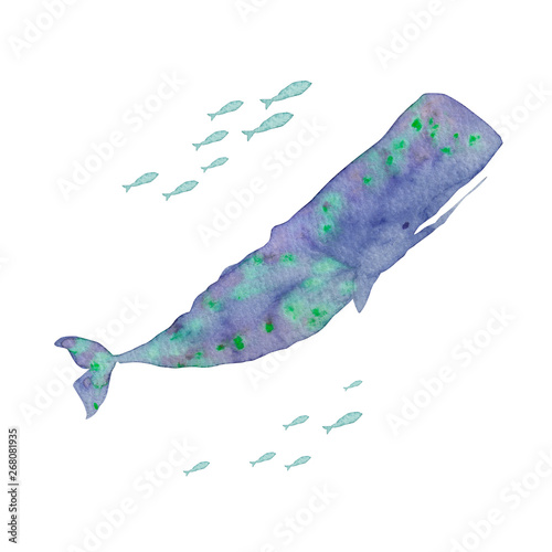 夏 海 マッコウクジラ 水彩 イラスト Stock Illustration Adobe Stock