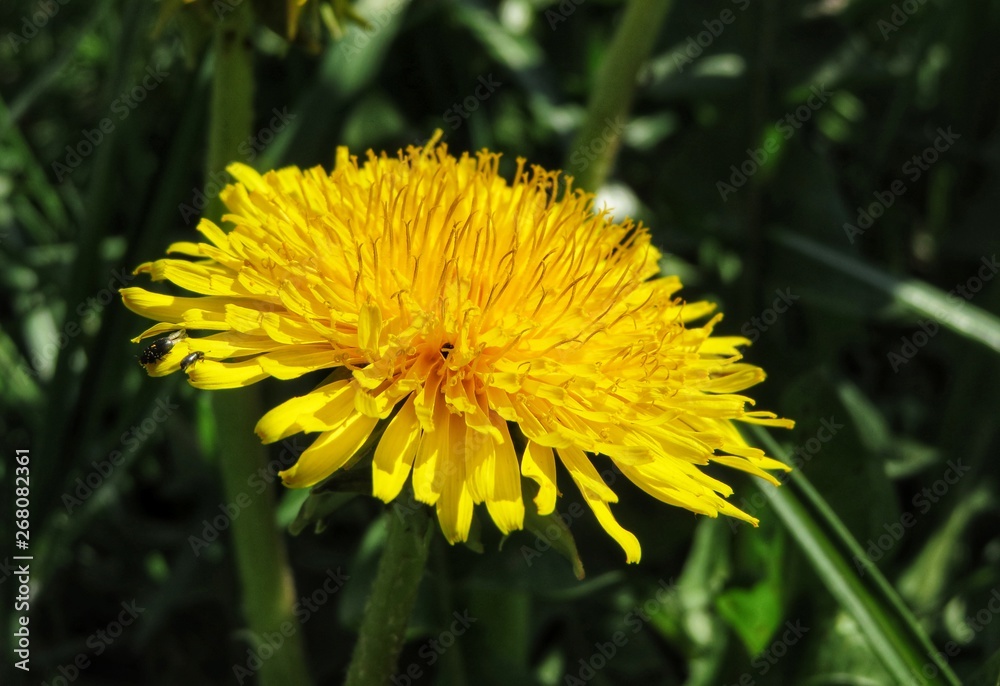 closeup of a yellow dandelion