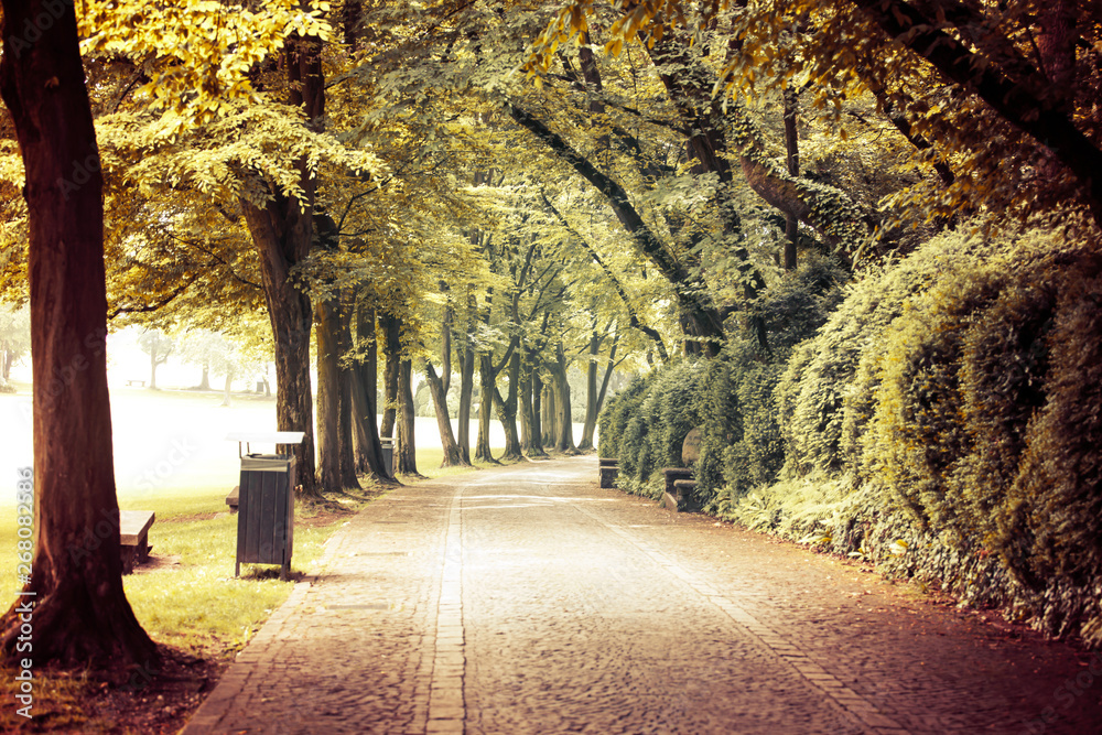 Fototapeta premium Path in summer park