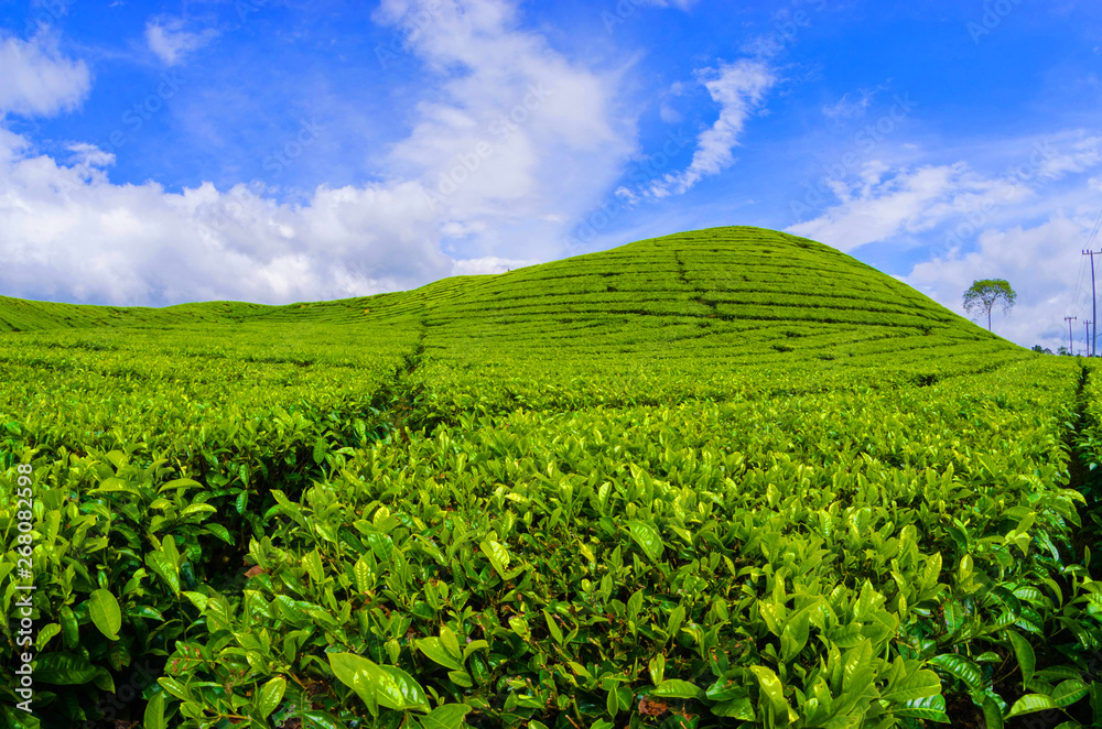 Tea Plantation Kayuaro Kerinci Indonesian