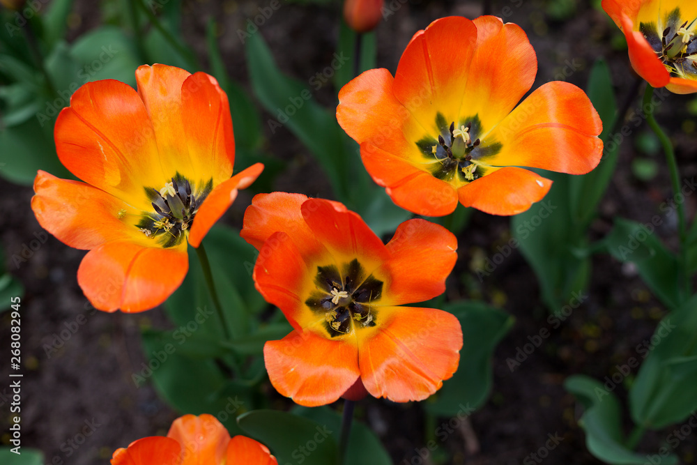 Spring tulips in the park Spring tulips in the park