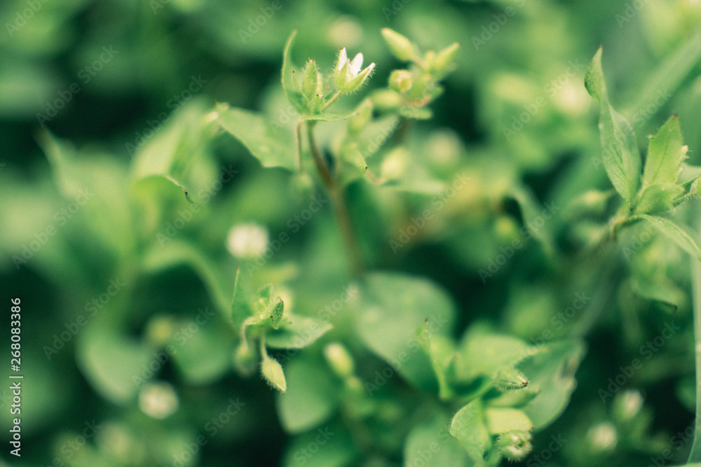 Green grass closeup. White flowers on a green background. Spring flowers after rain Green grass closeup. White flowers on a green background. Spring flowers after rain