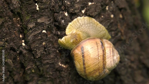 Land snail - Helix albescens. photo