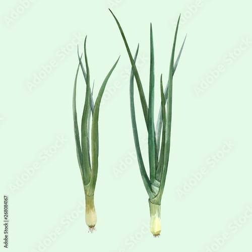 Watercolor green onion vector illustration