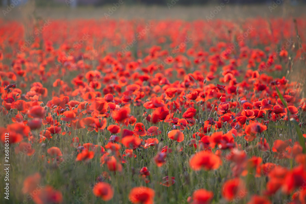 Vivid poppy field