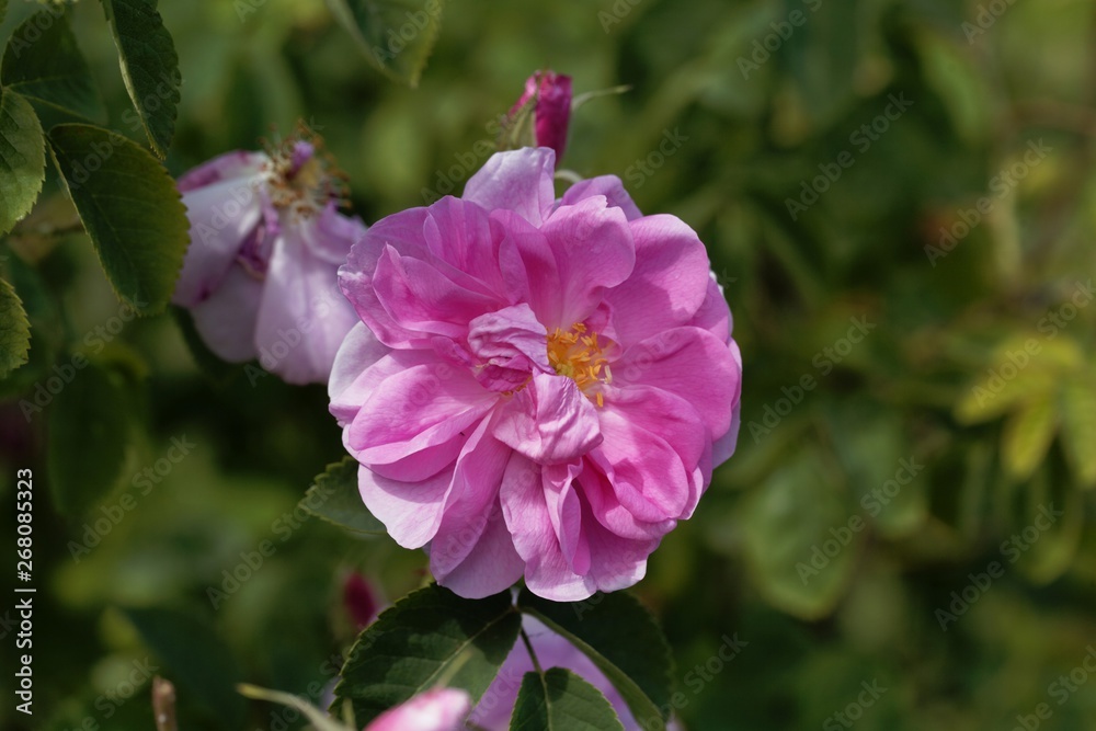 Damask rose (Rosa damascena) Damask rose (Rosa damascena)