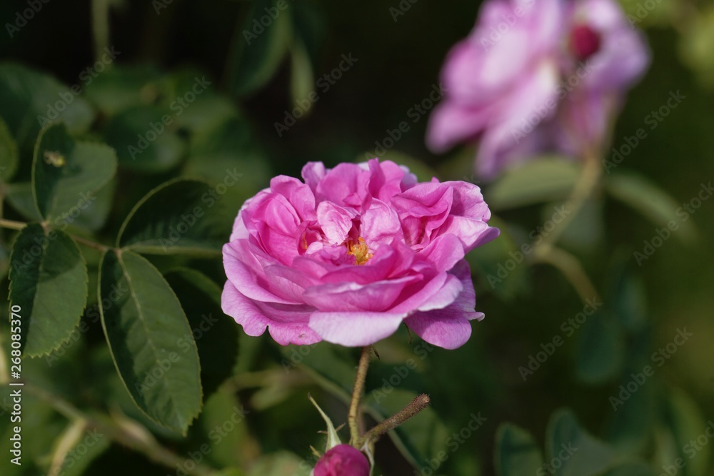 Damask rose (Rosa damascena)