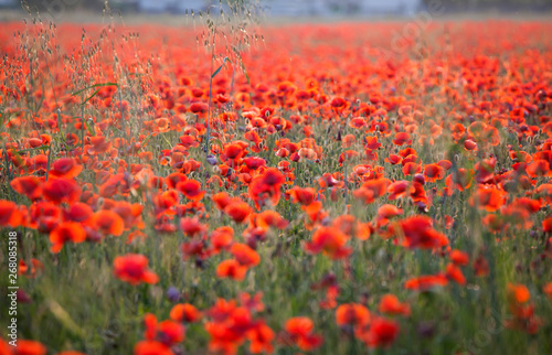 Vivid poppy field © erika8213
