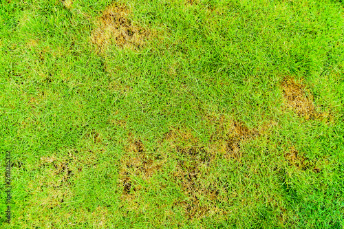 Pests and disease cause amount of damage to green lawns, lawn in bad condition and need maintaining.