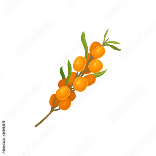 Orange sea buckthorn on a stalk. Vector illustration.